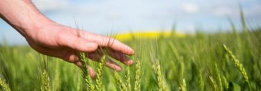 Hand berührt Pflanzen in einem Feld